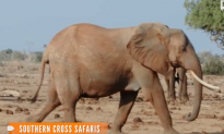 Large Elephant Killed in Kenyan Park (Video)