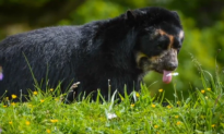 Bernardo the Spectacled Bear Arrives at Chester Zoo (Video)