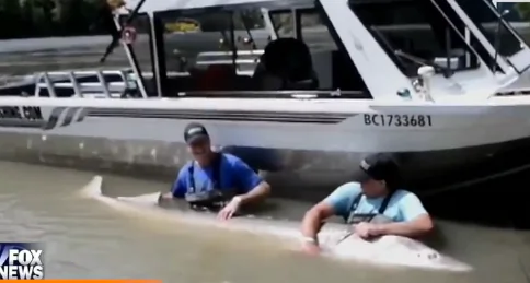 Father And Son Catch Massive Sturgeon (Video)