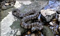 Snakes Taking Over Illinois Town (Video)