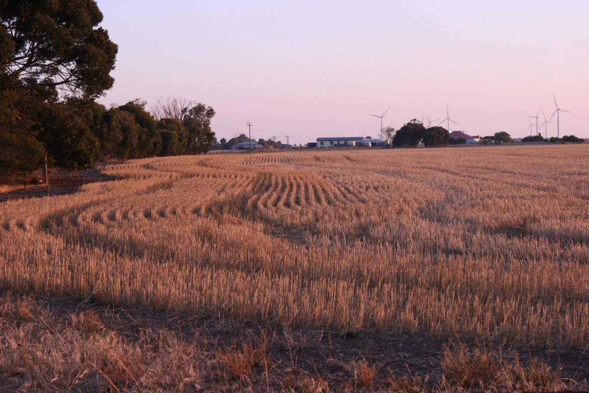 The wheat landscape of South Australia has a natural colour pallet of earthy umber. (Reine Hobbs)