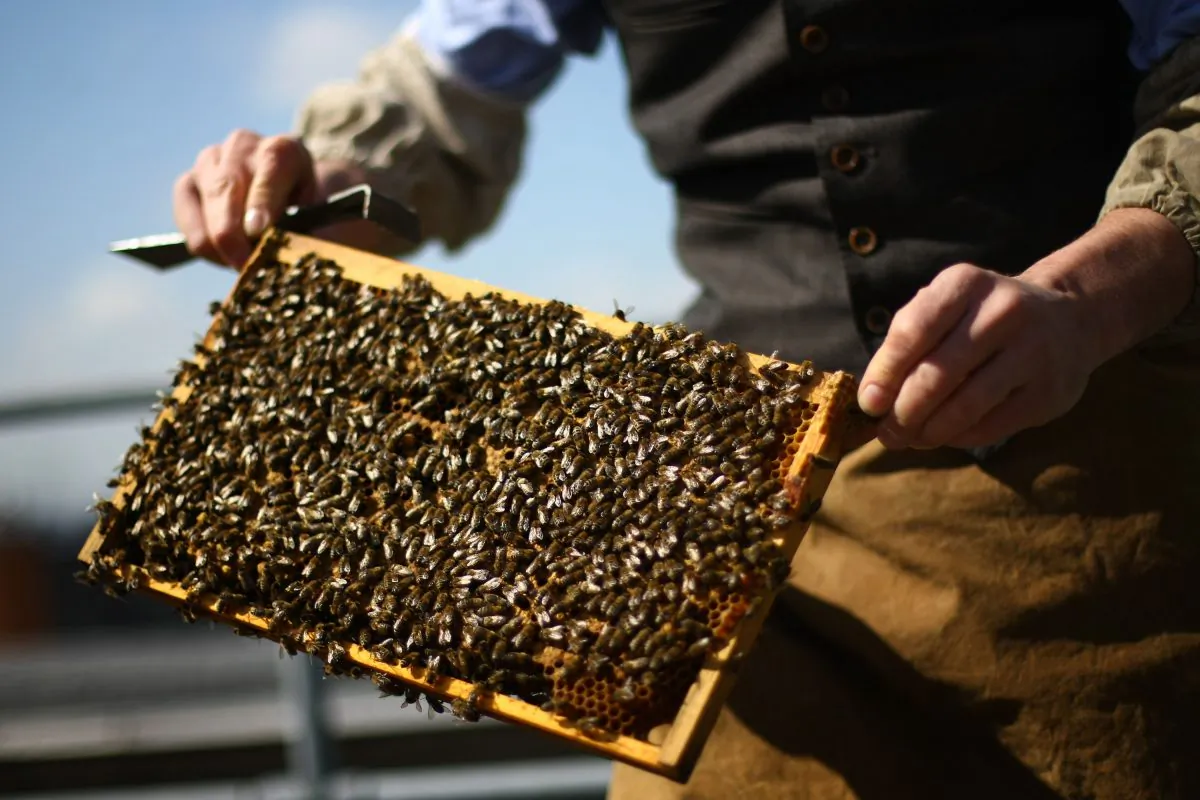 A panel of international scientists has found that the neonicotinoid class of pesticides is harming bees and the environment. (Jordan Mansfield/Getty Images)