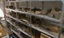 New Discovery: Dinosaur ‘Graveyard’ in Chile (Video)