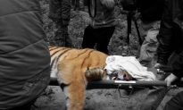Poisoned Tiger in Tamil Nadu Raises Concerns