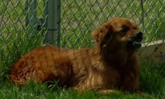 US Police Gets Training How to Deal with Dogs (Video)