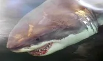 Glow-In-the-Dark, ‘Ninja’ Shark Discovered