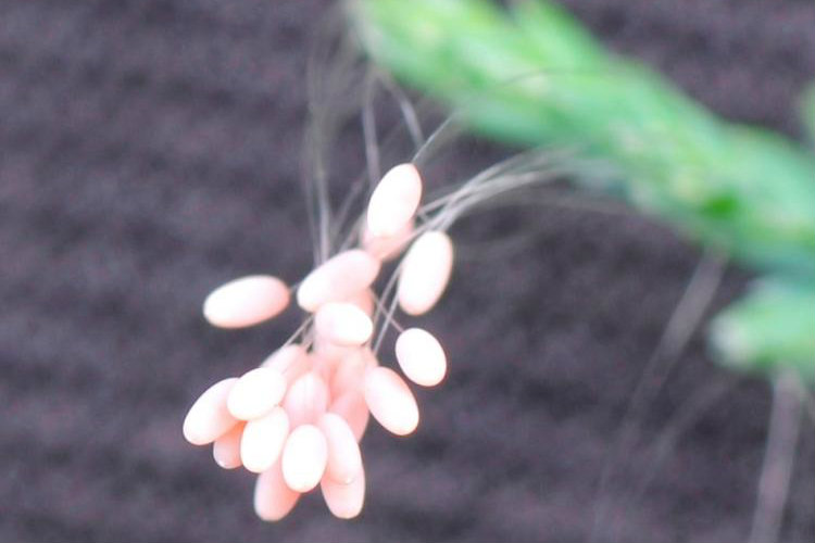 Epoch Times Photo