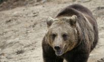 Stalking Bears in Transylvania