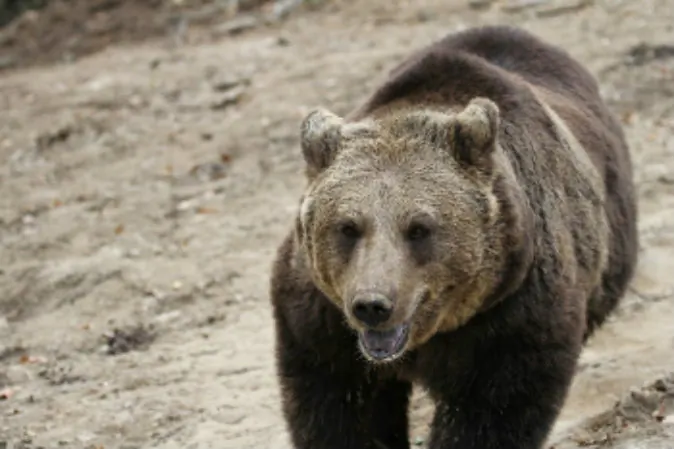 A European brown bear at the Zarnesti Libearty Bear Sanctuary. photos by Adam Eagle.
(Go Nomad)