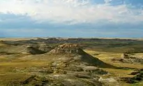 Fossils From Forest Fire Capture Dinosaurs’ Final Days