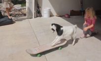 Goat First Rides on Skateboard (Video)