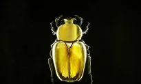 Butterflies, Beetles and the Fashion Jewellery Renaissance
