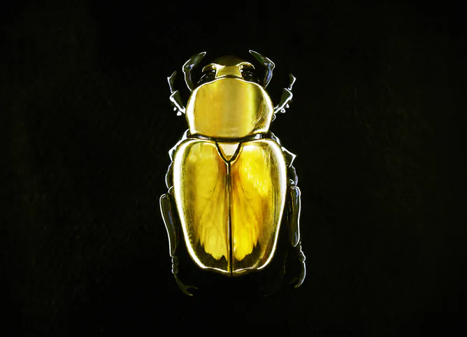22ct Gold Jewel Beetle Brooch by Shaun Leane. (Nick Knight’s SHOWstudio)