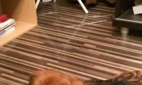 China Uncensored: Dog Beaten to Death Before Owner’s Eyes