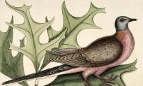 Humans Not Entirely at Fault for Passenger Pigeon Extinction