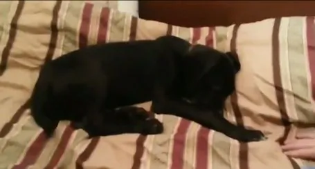 Top 3 Misbehaving Animals of the Week