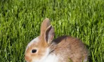 Baby Rabbit Calls Out to Be Saved From Deadly Snake