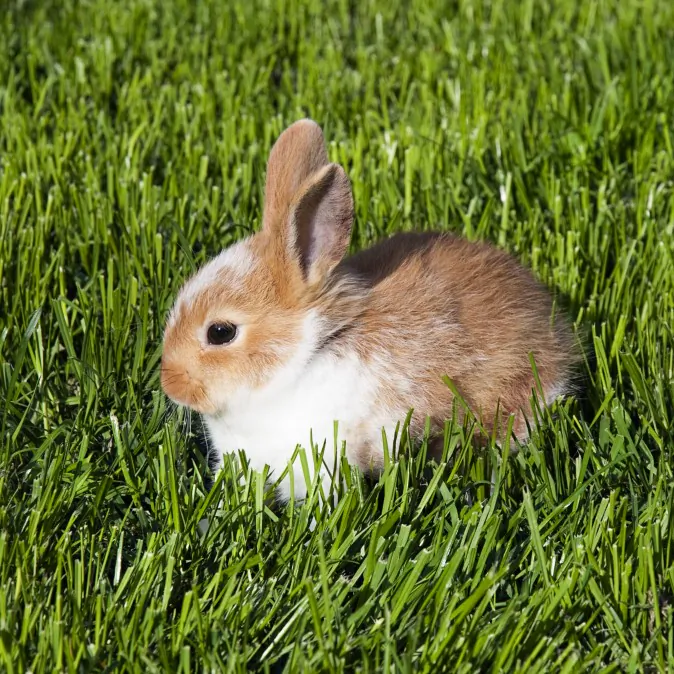 (Shutterstock*)