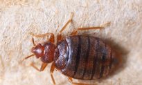 How to Check for Bedbugs