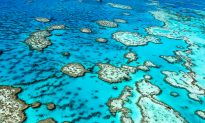 Labor to Give Extra $204 Million Boost to Great Barrier Reef