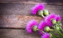6 Edible Plants That Will Help You Survive in the Wild