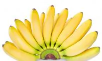 GMO Advocates Ignore Failure of Golden Rice, Quietly Move On to GM Bananas
