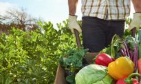 How Organic Farming Naturally Deters Pests Without Chemicals