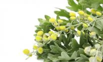 Artemisia: 2014 Herb of the Year