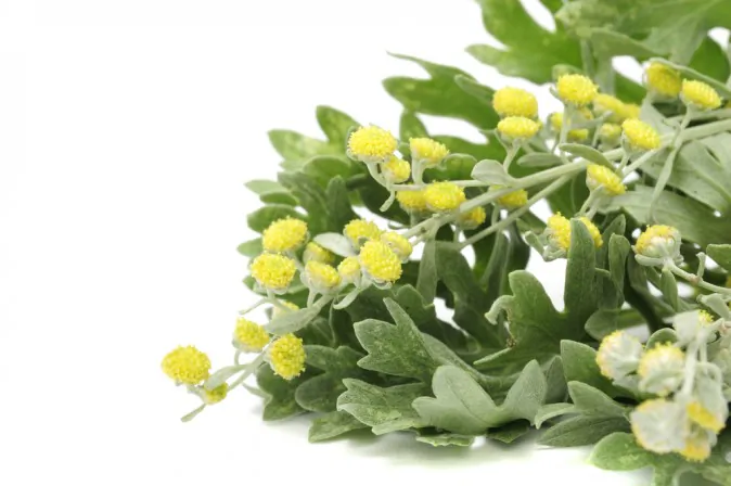 Wormwood has a refreshing scent and an intensely bitter taste. (Shutterstock*)