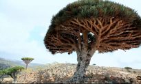 Socotra: Mystical Island in Arabian Sea (Video)