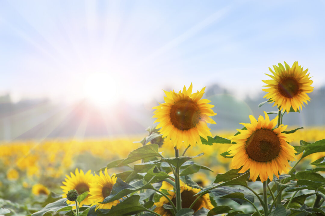 Sunflower butter is a great peanut butter replacement in cookies. (Alexander_Tarassov/thinkstock)