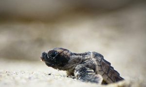 3 Fantastic Places to See Endangered Nesting Sea Turtles in Costa Rica
