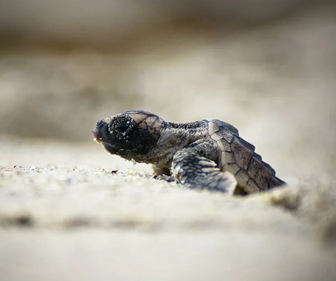 Baby turtles must make the fateful wobbly walk across the beach (A Luxury Travel Blog)