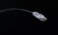 Flower Said to Bloom Once in 3,000 Years Spotted Across Globe
