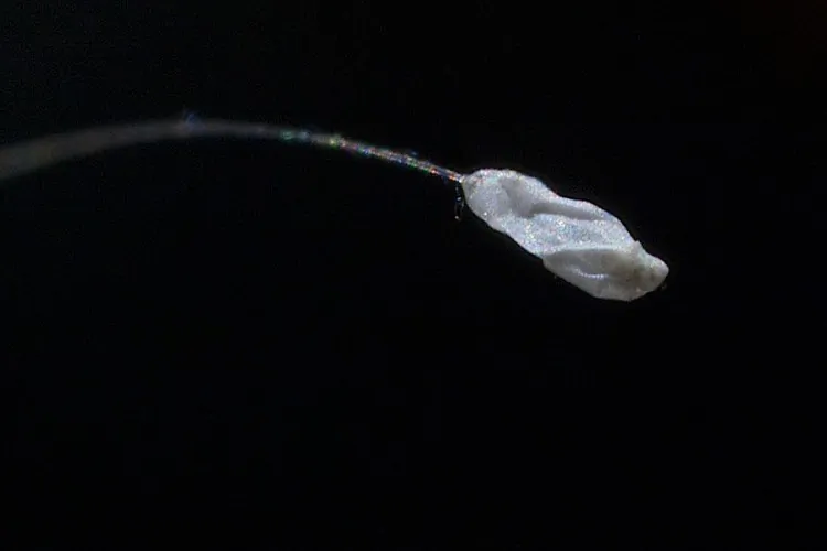 Udumbara flower. (Edward Dai/Epoch Times)