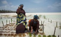 Seaweed Farming in Zanzibar