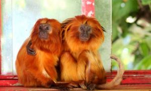 Exploring Wellington Zoo