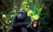 Fossil Teeth Offer New Insights Into Human and Primate History