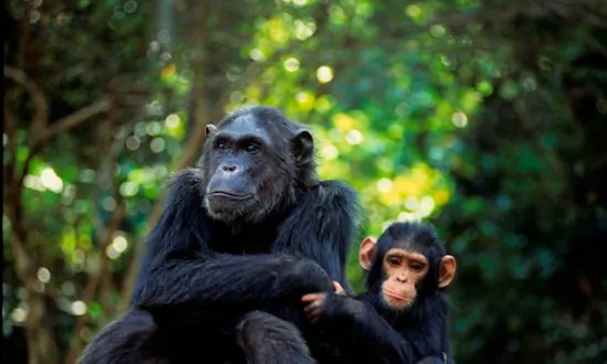 Fossil Teeth Offer New Insights Into Human and Primate History