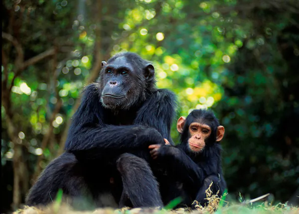 The teeth of ancient primates may hold the key to understanding climate changes.  (Photo courtesy of Karl Ammann)