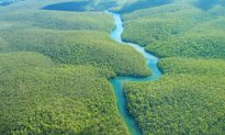 Mysterious Man-Made Ditches Predate Amazon Rainforest