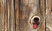 Your Skin ‘Smells’ Sandalwood Essential Oil, Which Stimulates Cell Proliferation and Wound Healing