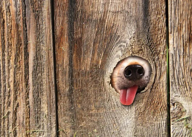 (Shutterstock*)