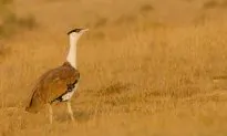 Endangered India Bird Has Single Baby