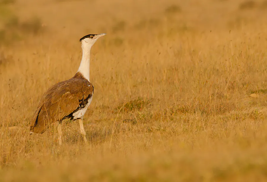 Great Indian Bustard (wikimedia.org)