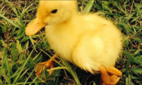 Four-Legged Duck Gains Social Media Stardom (Video)