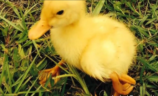 Four-Legged Duck Gains Social Media Stardom (Video)