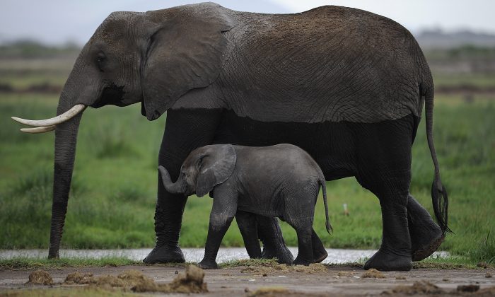 Elephants are seen at the Amboseli National Park in Kenya in December 2012. A B.C. man's innovative technology is helping stop the slaughter of dwindling herds of elephants. (Tony Karumba/AFP/Getty Images)