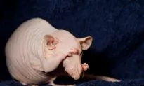 Top 25 Funniest, Strangest, Weirdest Animal Names You Never Knew Existed