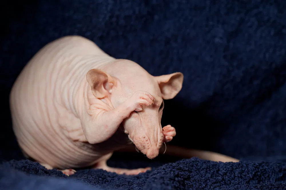 (Shutterstock*)
